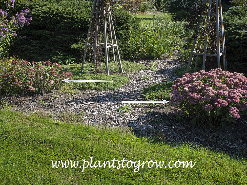 About 10 years ago there were two sets of 5 Sedum Autumn Fire lining the path.  They died from the stem rot.  I dug out the soil and waited  8 years and planted with Sedum Autumn Joy.  It only took 2-3 years for the rot to occur.  No more sedum in this area.